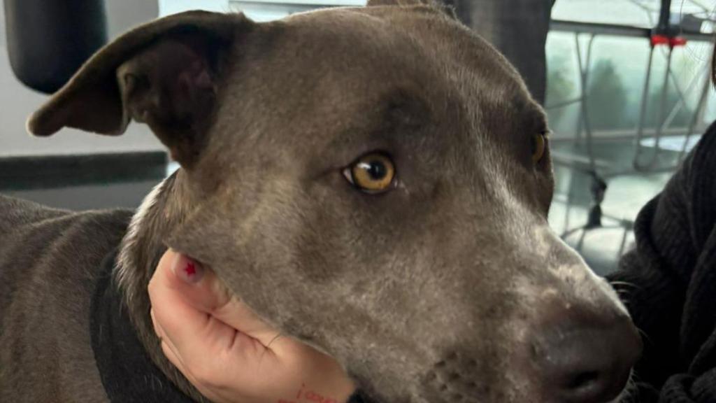Tina, el perro de la paciente a la que el Hospital del Mar ha autorizado su entrada