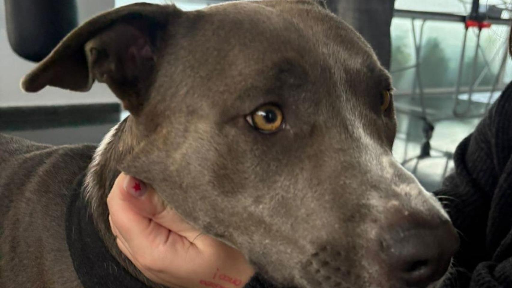 Tina, el perro de la paciente a la que el Hospital del Mar ha autorizado su entrada