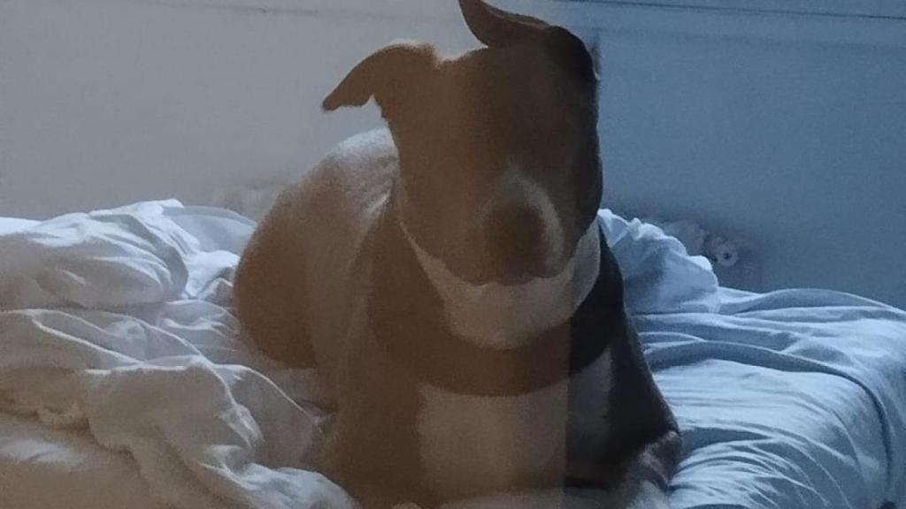 Tina, el perro al que han permitido el acceso en el Hospital del Mar