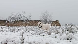 Un perro en la nieve en Vilanova del Camí (Barcelona)