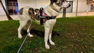 Brandy, la perrita perdida en Sant Adrià del Bèsos
