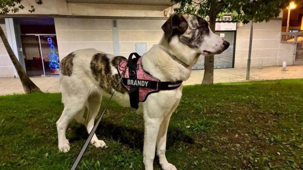 Brandy, la perrita perdida en Sant Adrià de Besòs