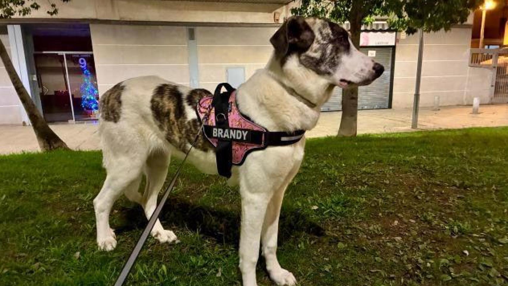 Brandy, la perrita perdida en Sant Adrià del Bèsos
