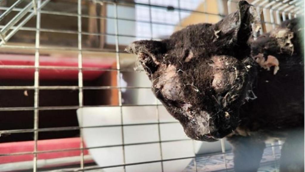 Un dels gats cremats en la denúncia de FAADA a El Prat