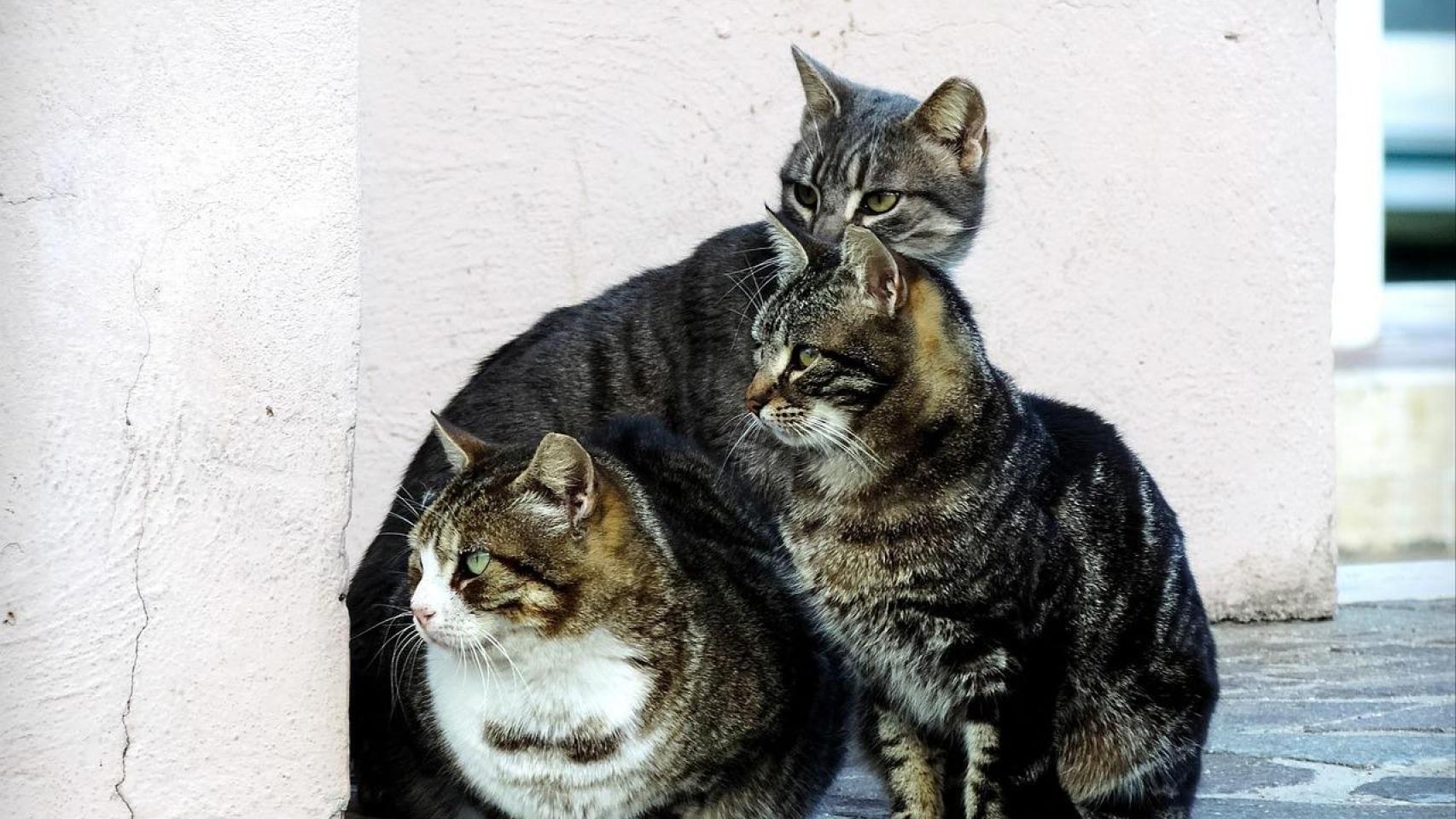 Varios gatos de una colonia felina en una imagen de archivo