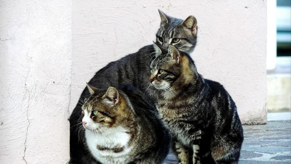 Varios gatos de una colonia felina en una imagen de archivo