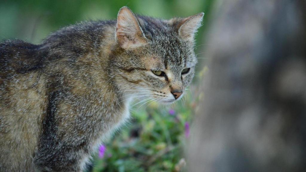 Un gat en una imatge d'arxiu