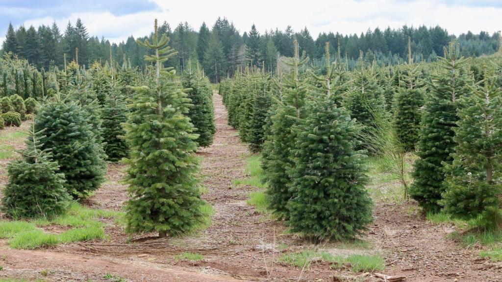 Árboles de Navidad naturales al aire libre