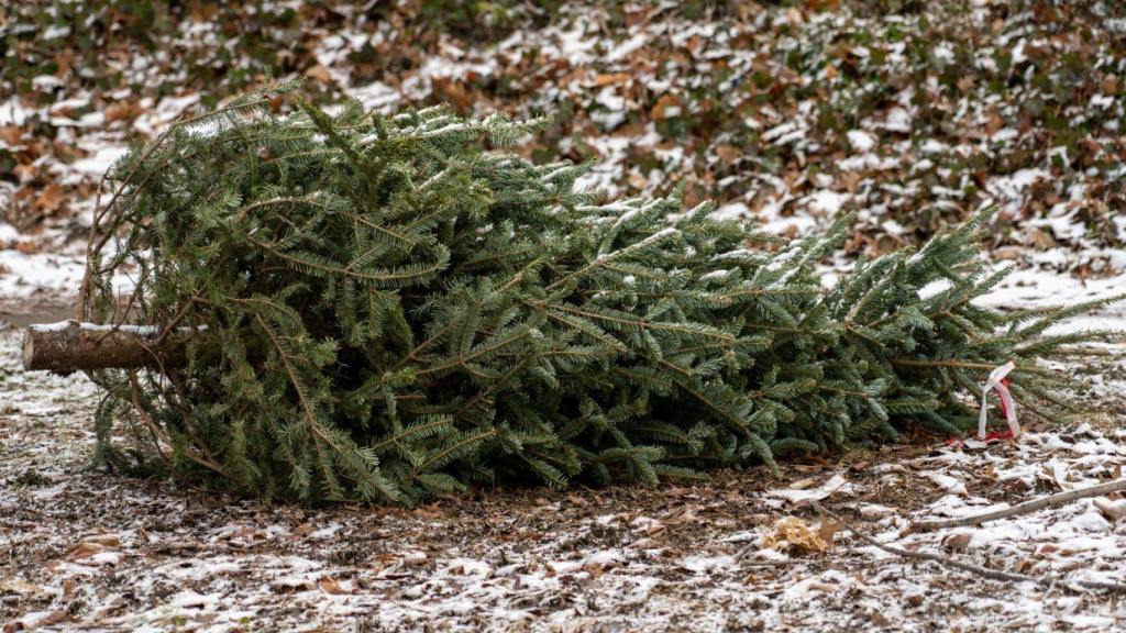Árbol de Navidad abandonado