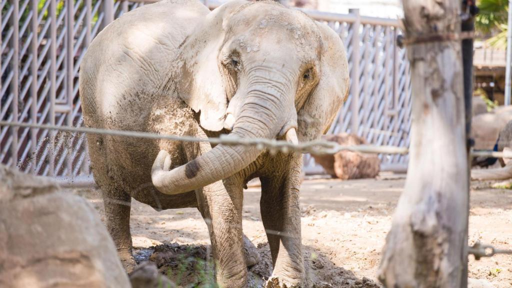 Susi, la elefanta africana del Zoo de Barcelona
