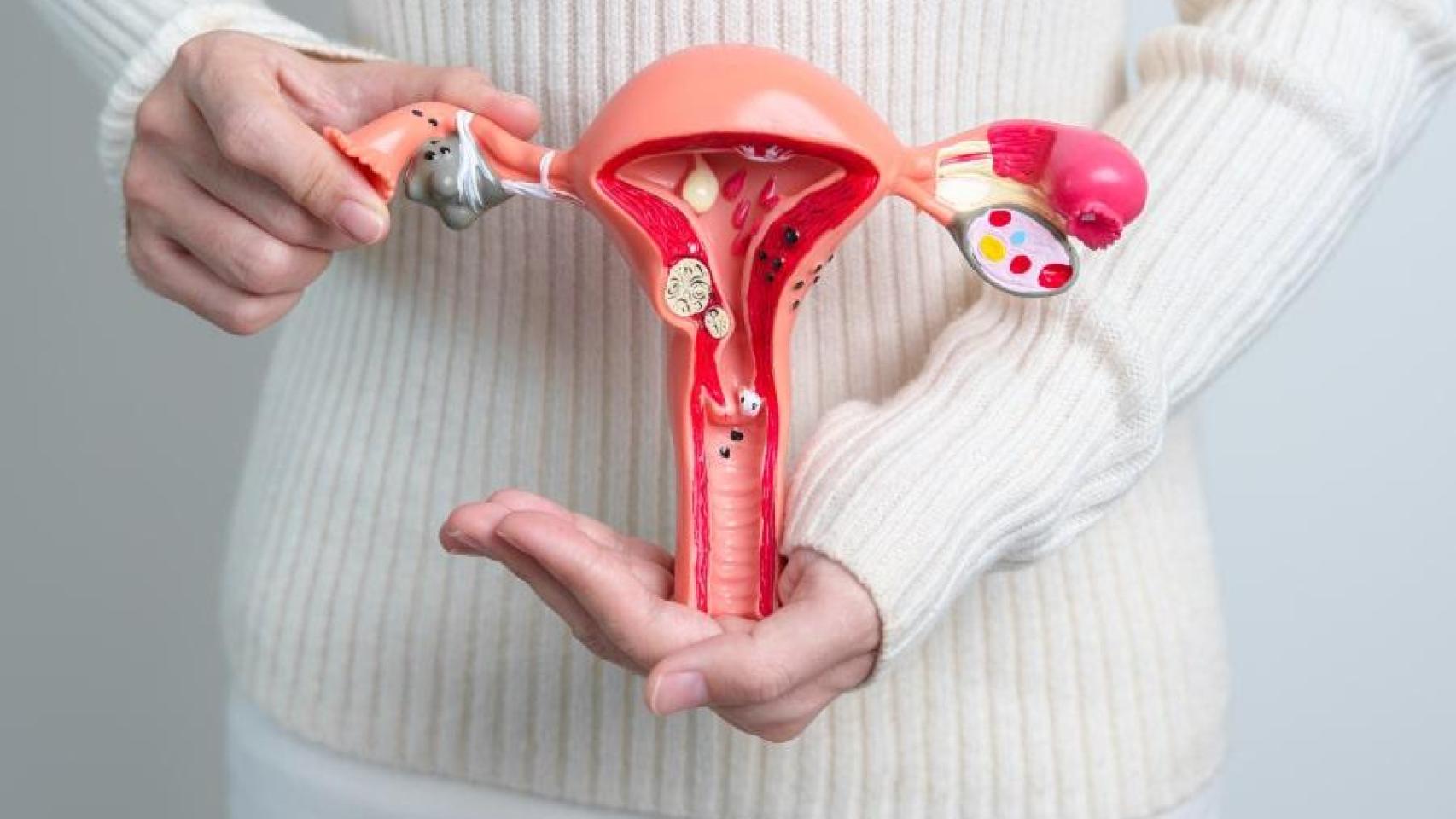 Modelo anatómico del útero