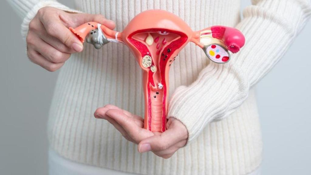 Modelo anatómico del útero