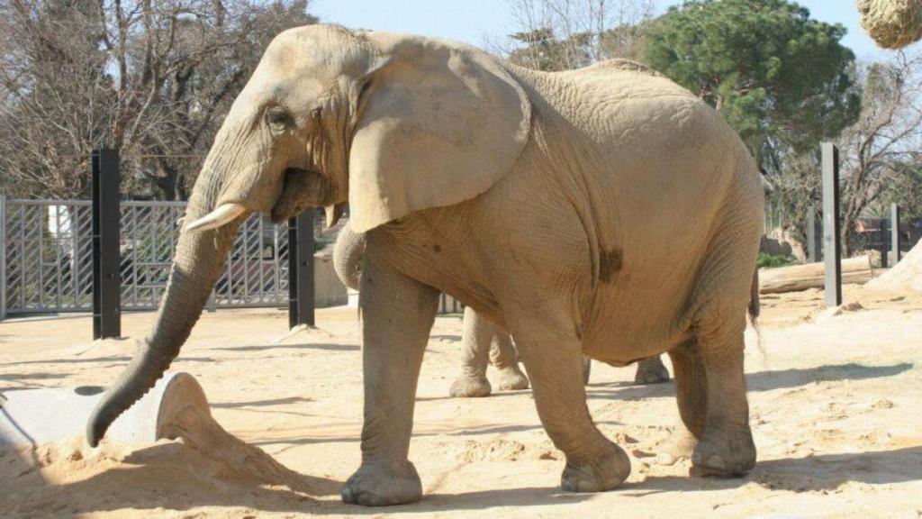 Susi, la elefante fallecida en el Zoo de Barcelona