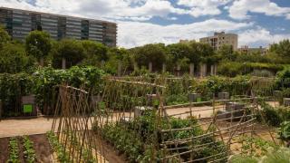 Així es ‘cuiden’ els horts urbans i parcs de Barcelona: inversió de 15 milions per mantenir les zones verdes