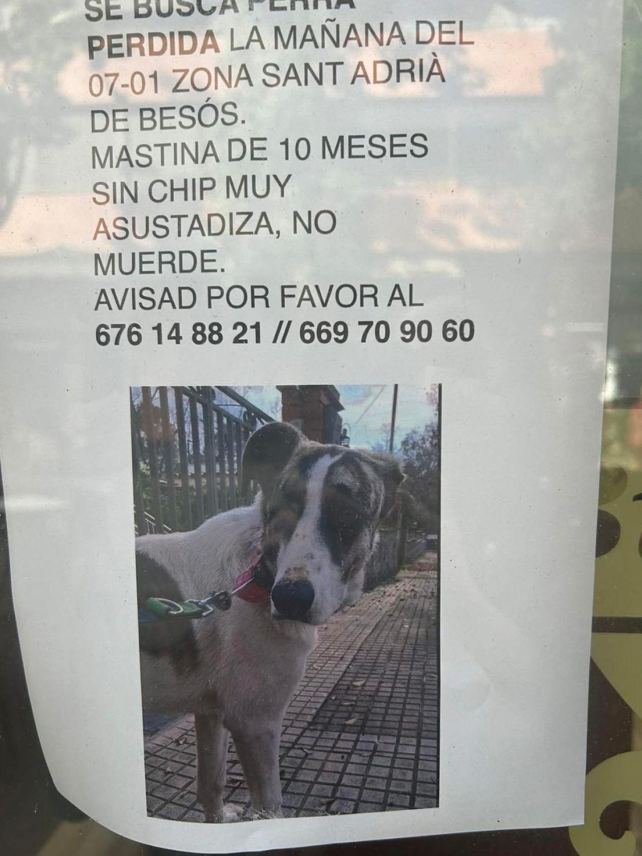 Brandy, la perrita perdida en Sant Adrià