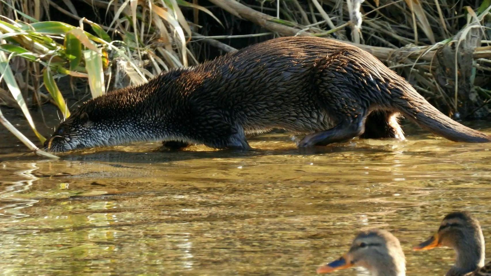 Una nutria en el Refugio de Biodiversidad del río Besòs