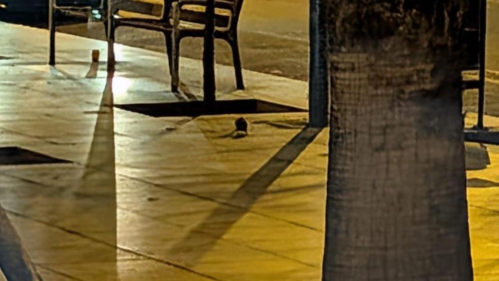 Ratas en la plaza Universitat de Barcelona