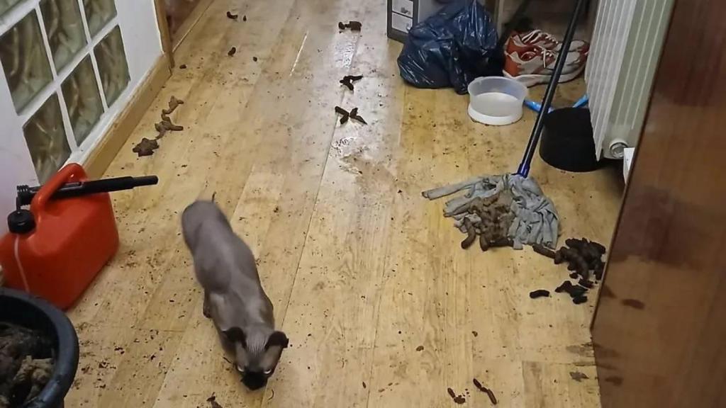 Rescatan a seis gatos en condiciones muy preocupantes en un piso de L'Hospitalet tras la alerta por el mal olor