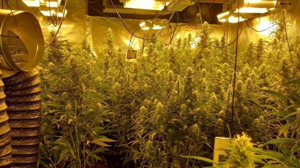 Cultivo de marihuana