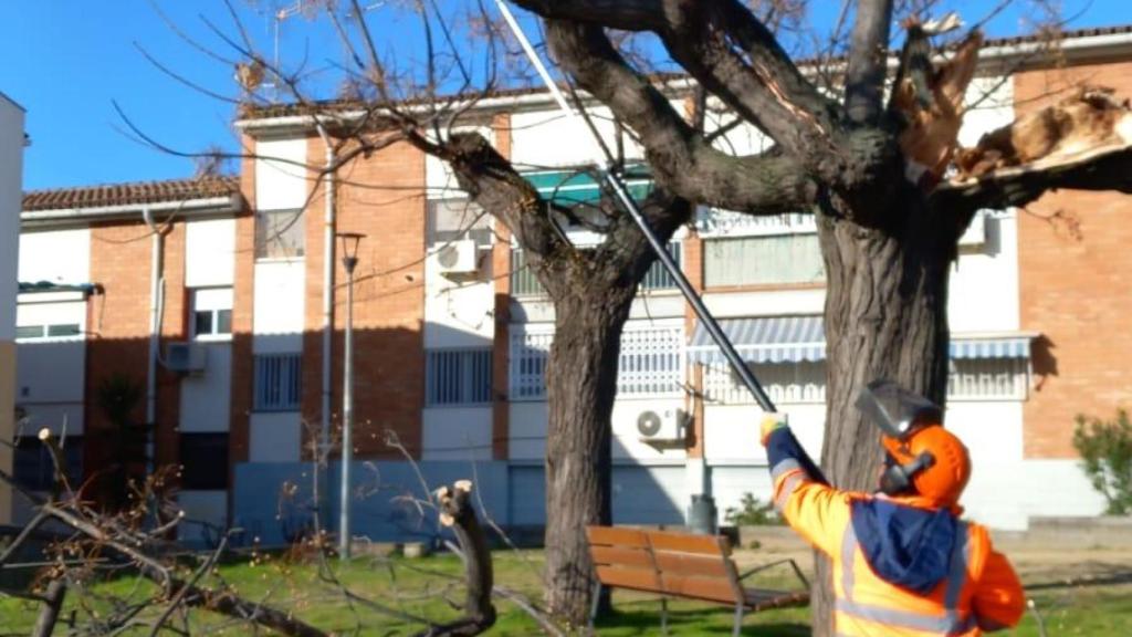 Un trabajador de Sant Boi, podando un árbol durante el paso de la borrasca Nils