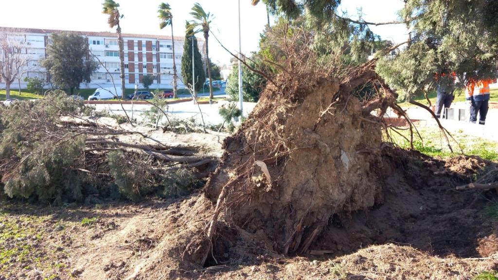 Árbol caído en Sant Boi de Llobregat