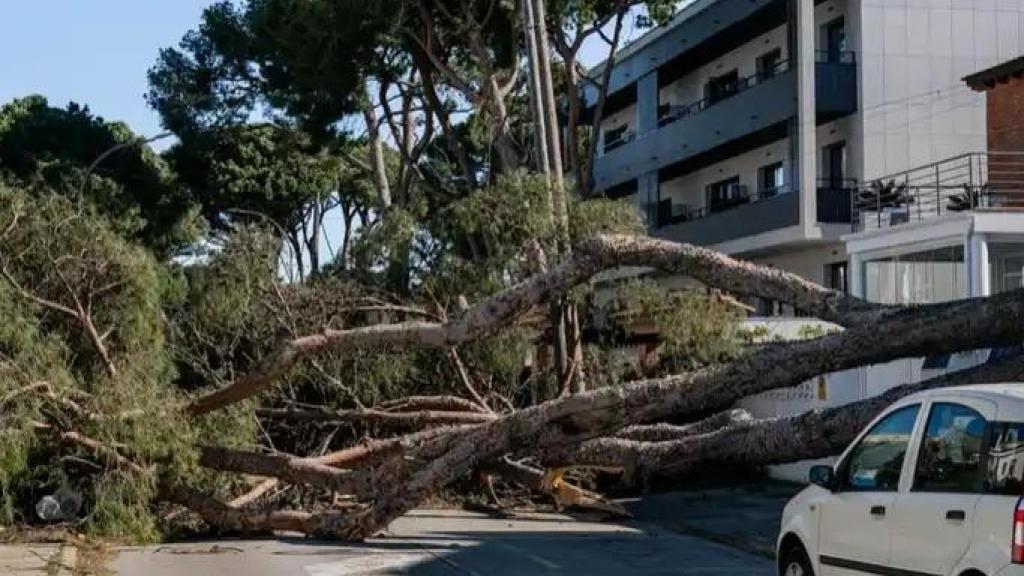 Árbol caído en Castelldefels durante el temporal de viento