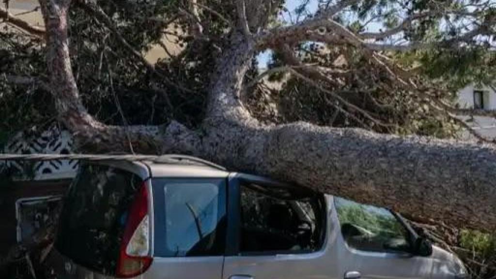 Árbol caído en Castelldefels por el viento