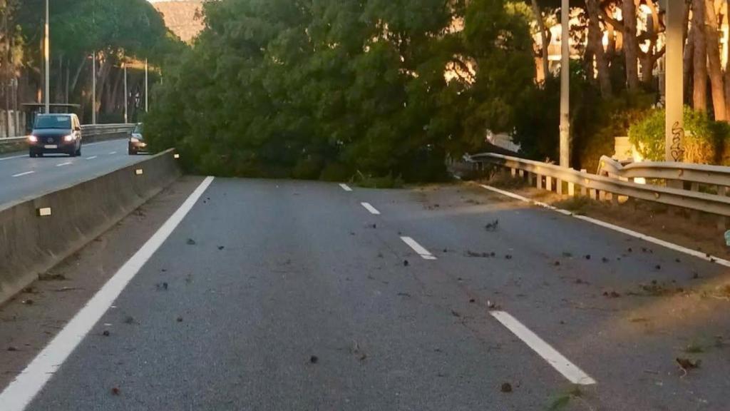 Castelldefels alerta tardará varios días en recuperar la normalidad tras el temporal por los árboles caídos