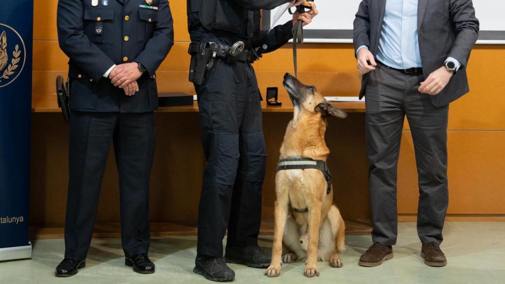 Clausura del curso de especialización de la AGCPLCAT con la entrega de medallas al mérito para agentes y canes