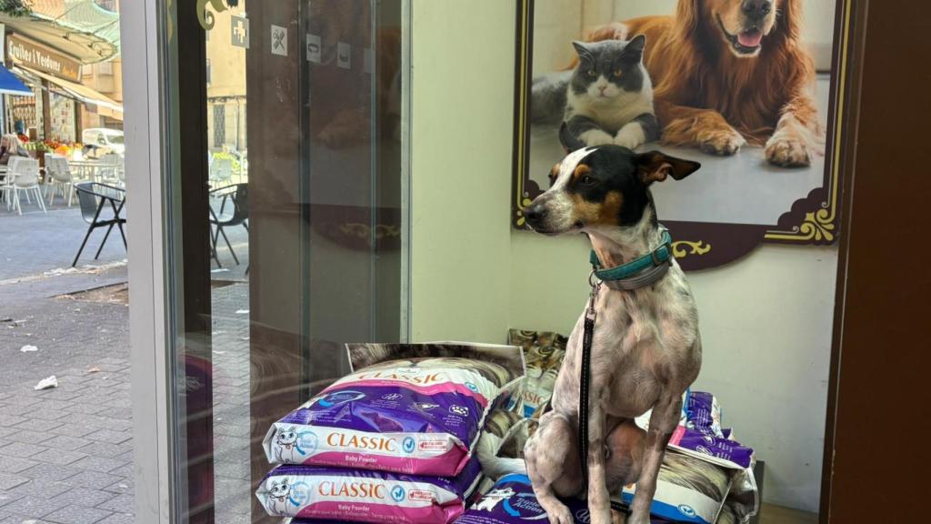 Goan, uno de los perros envenenados en el paseo de la Rambleta que todavía se recupera