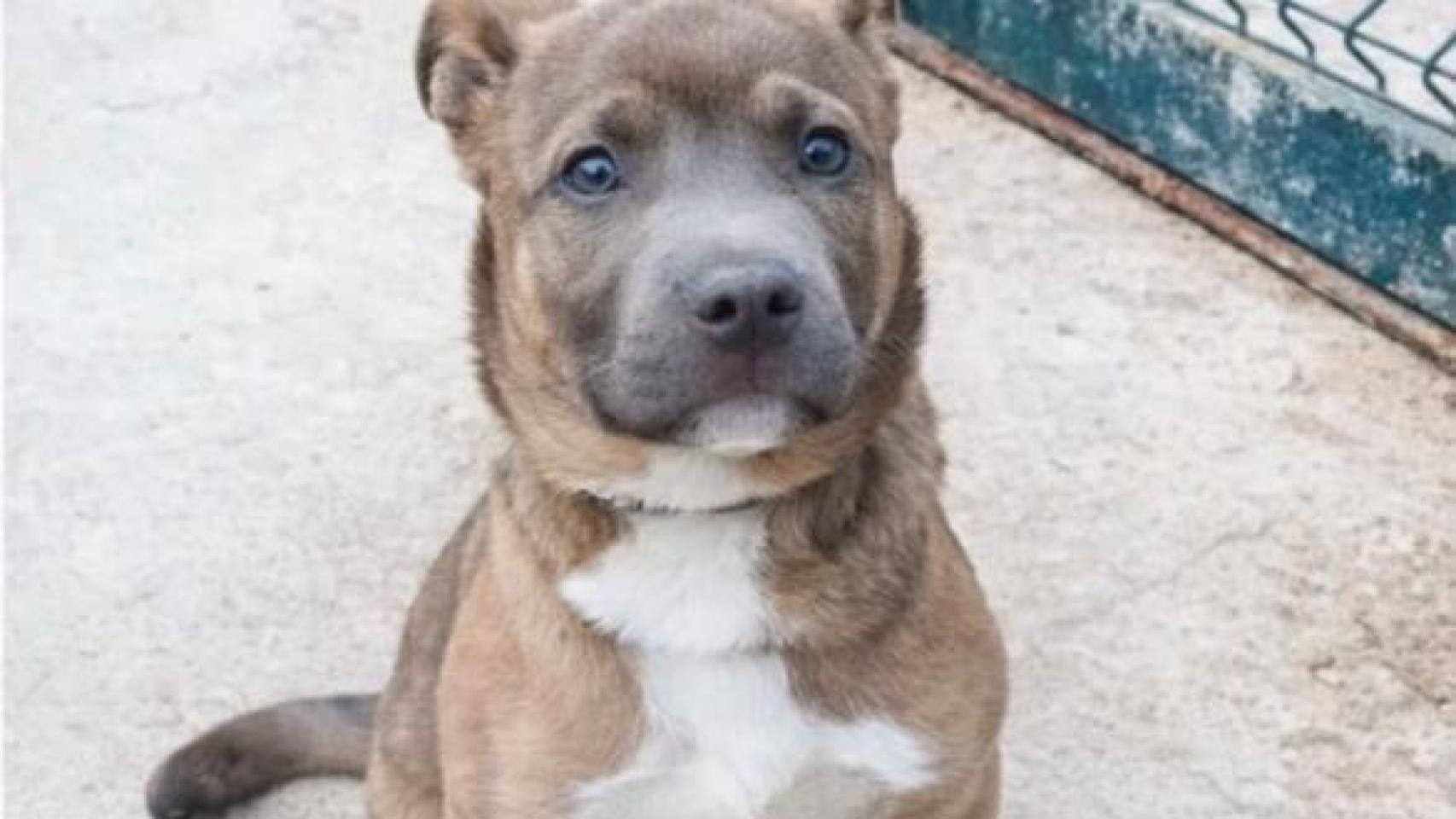 Buscan a Zander, un perro robado de la protectora de Badalona