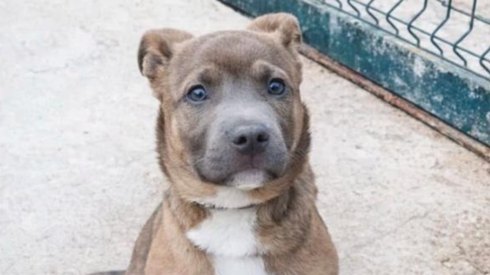 Buscan a Zander, un perro secuestrado de la protectora de Badalona
