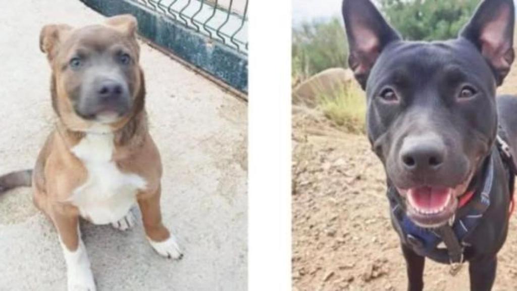 Zander i Tyson, els dos gossos segrestats de la protectora municipal de Badalona