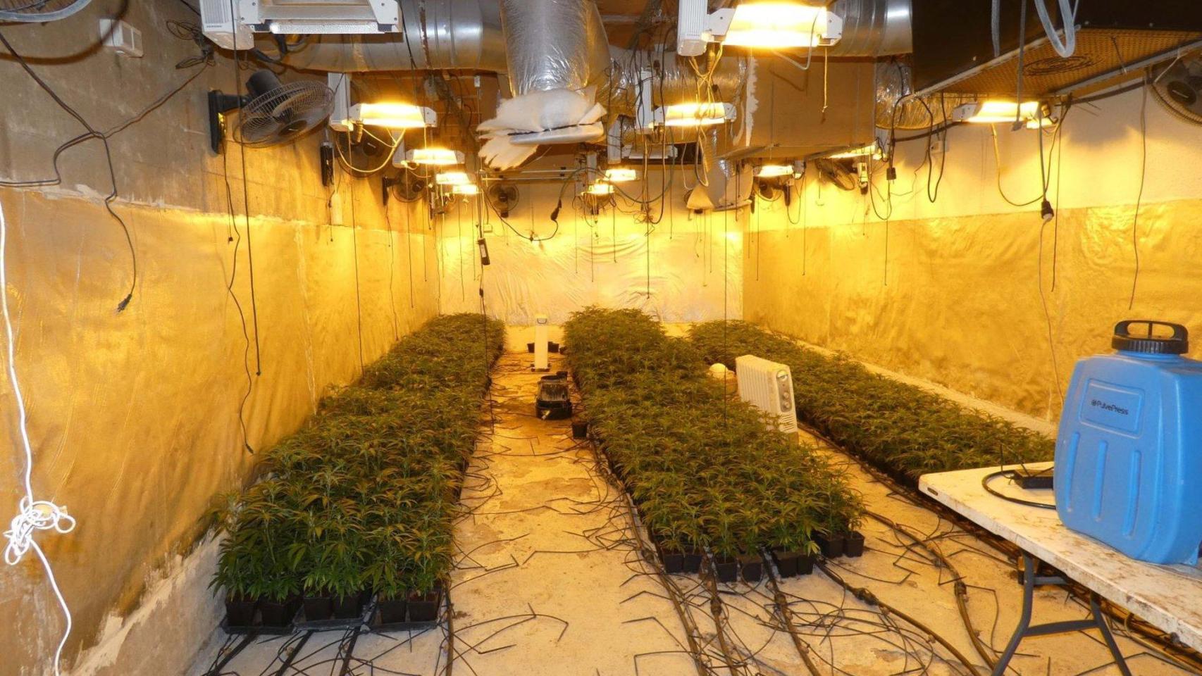 Plantación de marihuana escondida en un búnker construido en un jardín