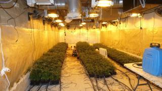 Plantación de marihuana escondida en un búnker construido en un jardín