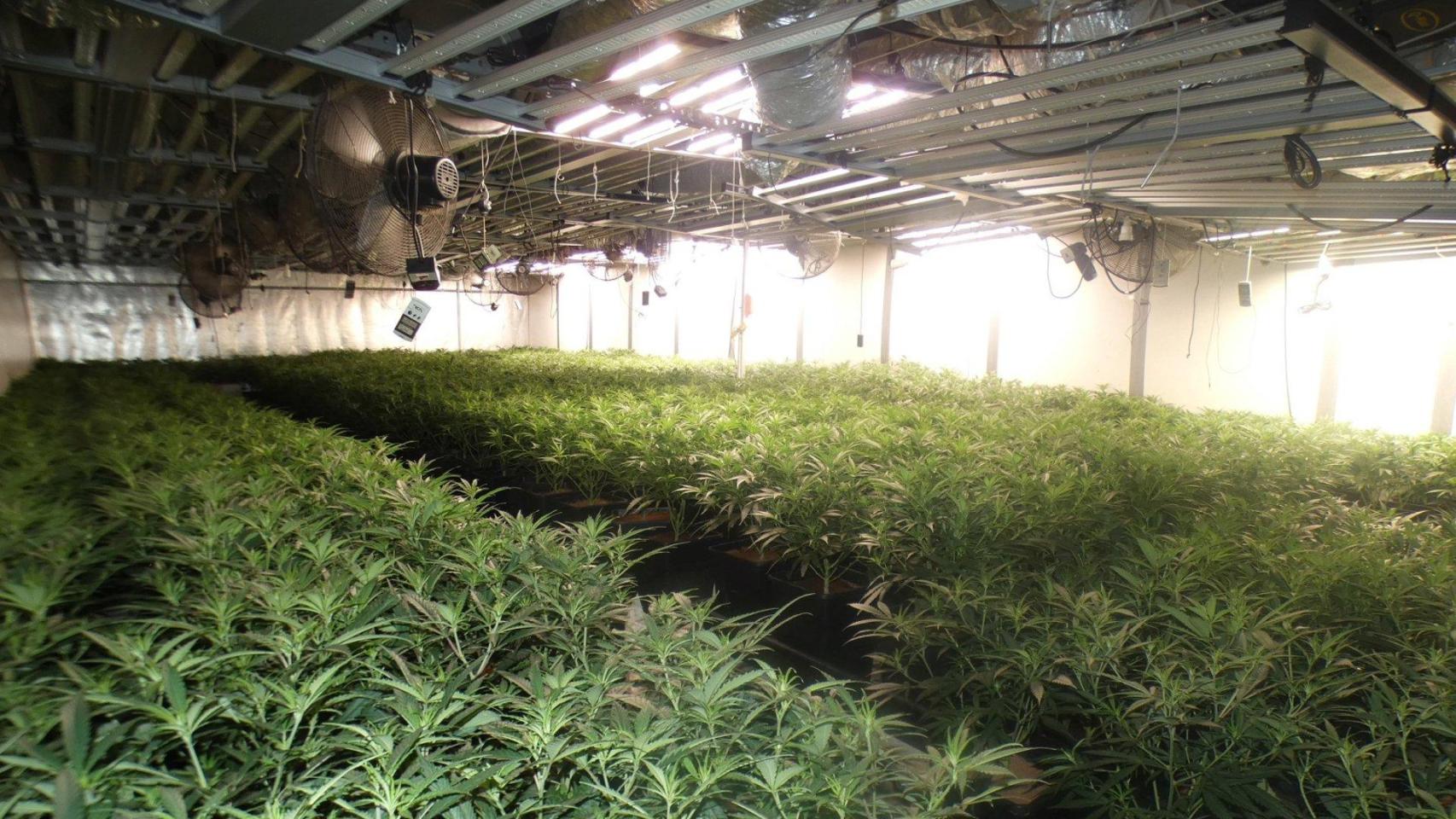 Cultivo de marihuana desmantelado