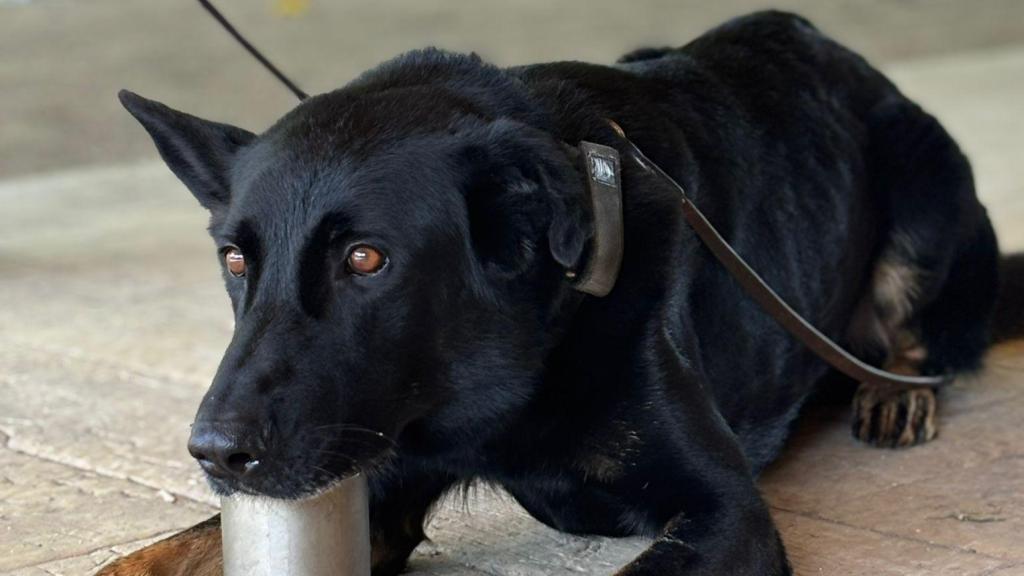 Uno de los perros de la Unidad Canina de la Policía Local de Granollers