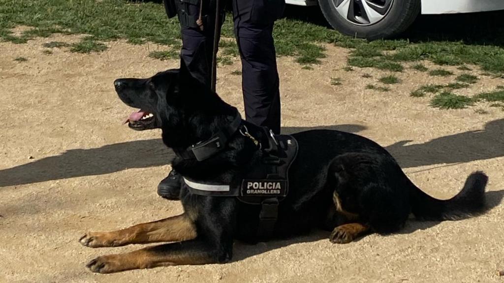 Un agent de la Unitat Canina de la Policia Local de Granollers