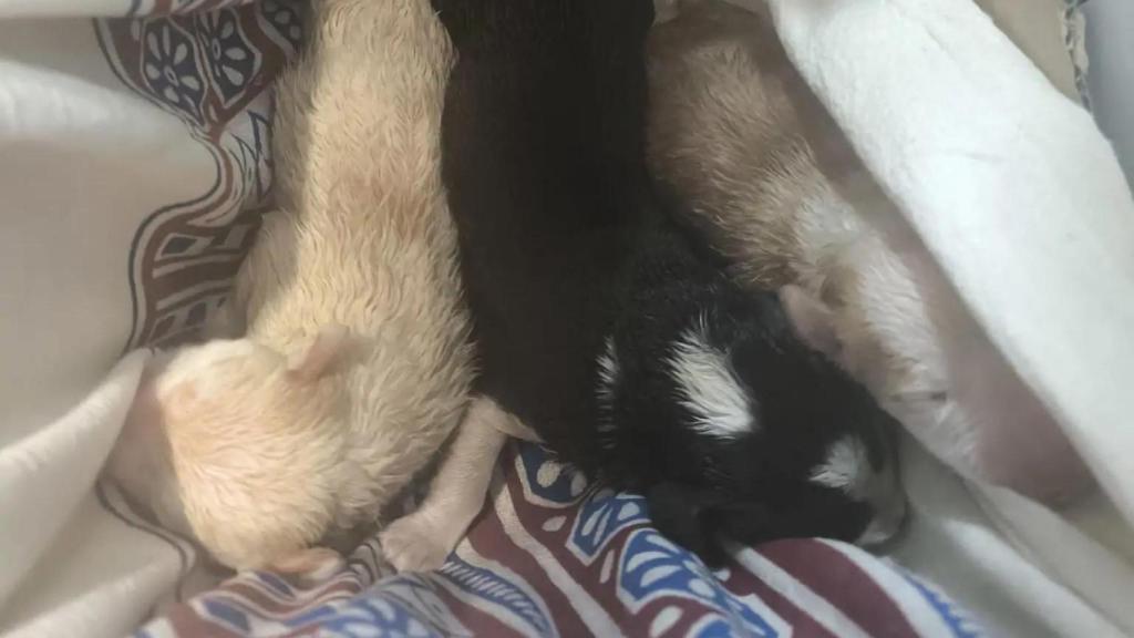 Cachorros de perro abandonados en Gavà
