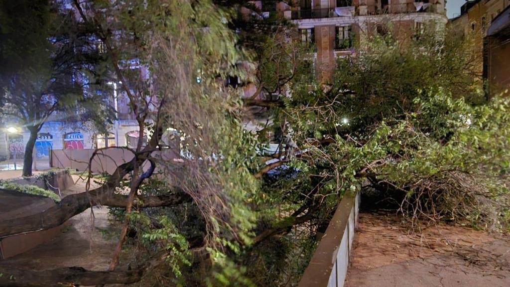 Arbre caigut a la plaça Vila de Madrid de Barcelona el passat 6 de març