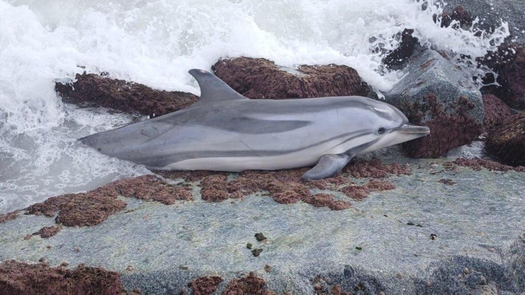 Aparece un delfín muerto en una playa de Mataró