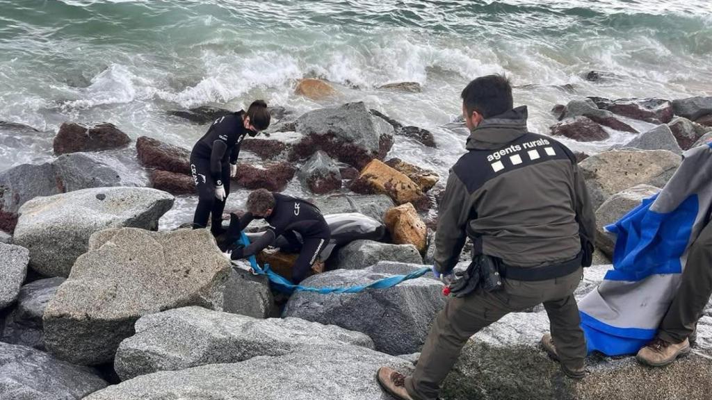 Aparece un delfín muerto en una playa de Mataró