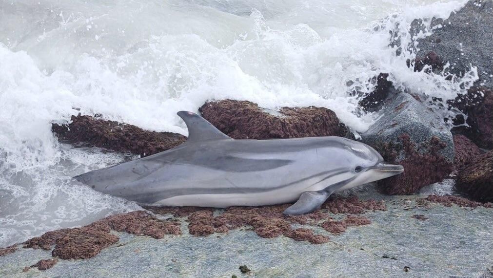 Aparece un delfín muerto en una playa de Mataró