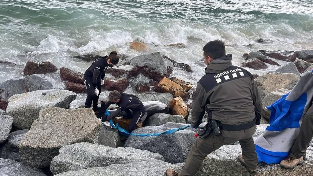 Apareix un dofí mort a una platja de Mataró