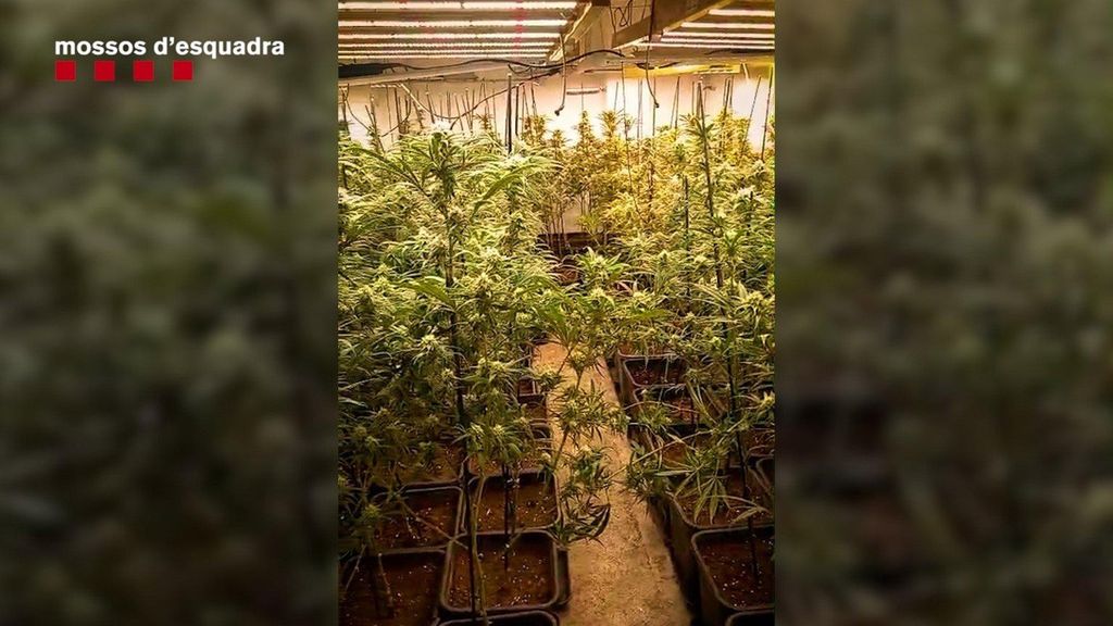 Una plantación de marihuana desmantelada en Barberà del Vallès