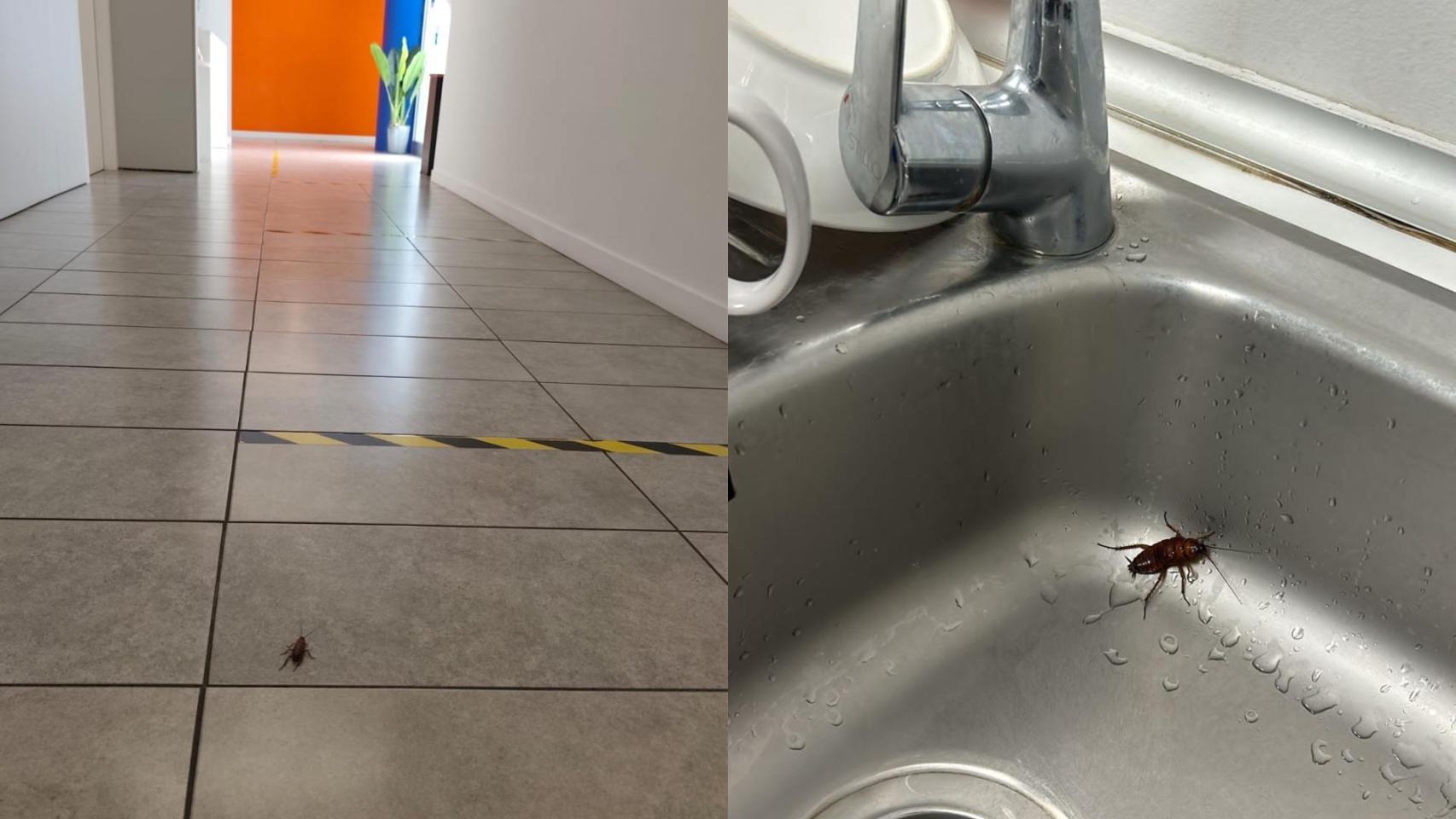 Cucarachas en distintas zonas del CSMA de Santa Coloma de Gramenet