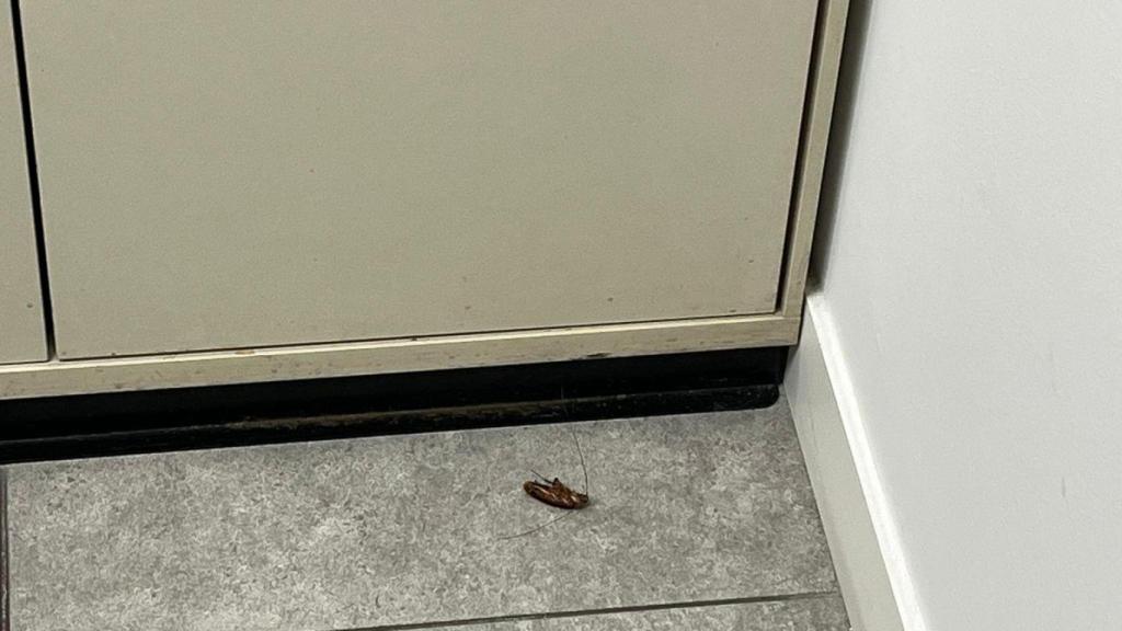 Una cucaracha en un despacho del CSMA de Santa Coloma de Gramenet