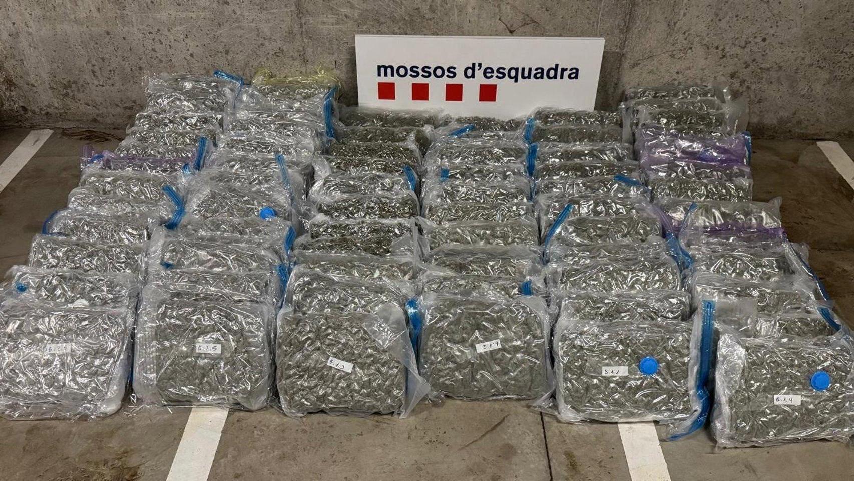 Cogollos de marihuana localizados en el interior de la nave de Martorell