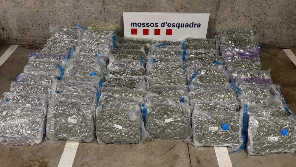 Cogollos de marihuana localizados en el interior de la nave de Martorell