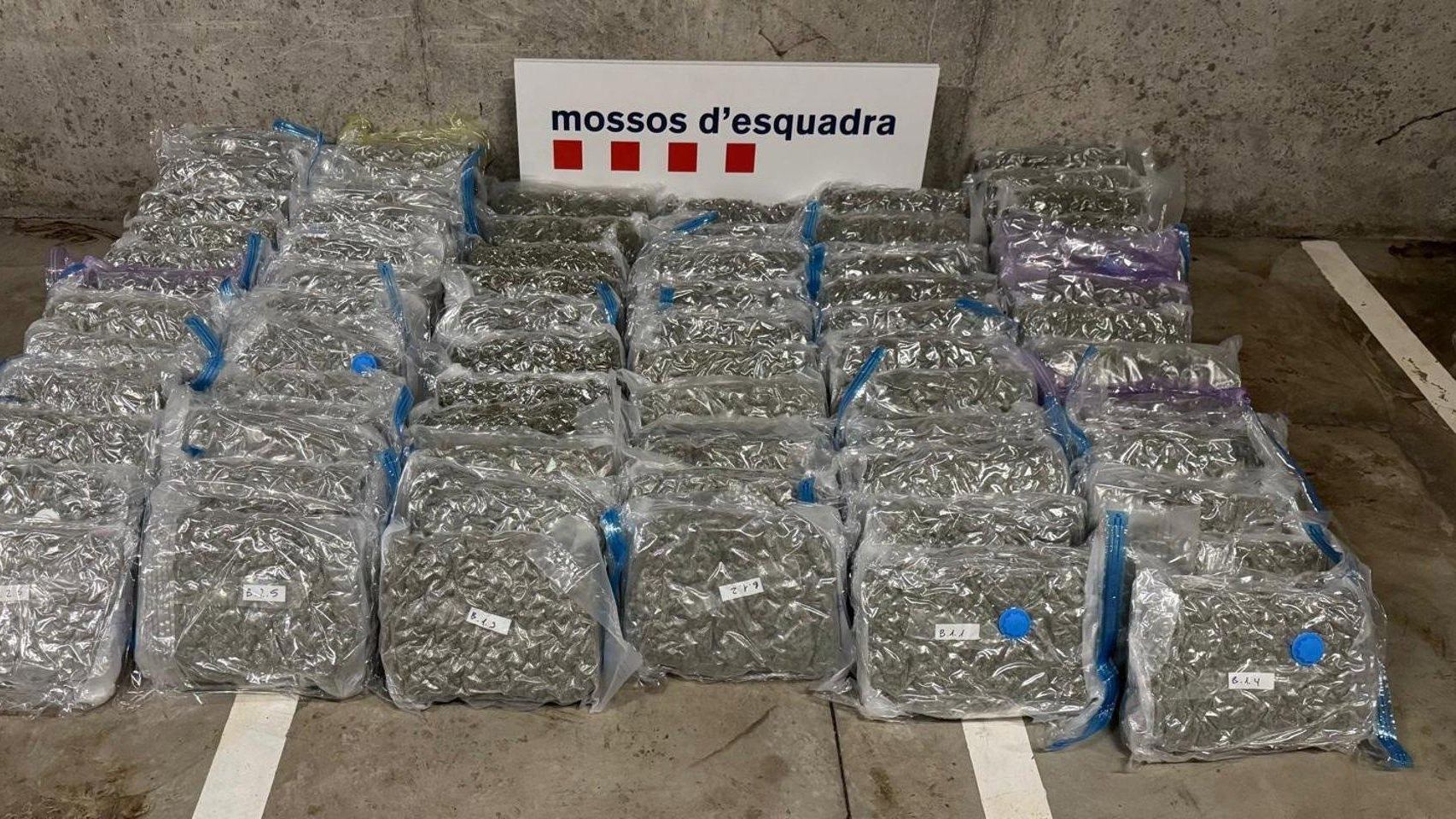 Cogollos de marihuana localizados en el interior de la nave de Martorell